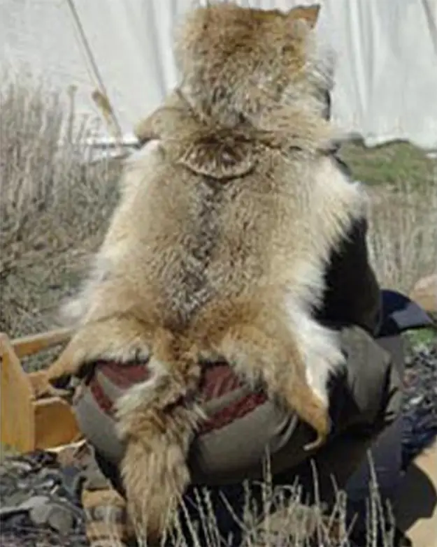 Brain Tanned Coyote Hides