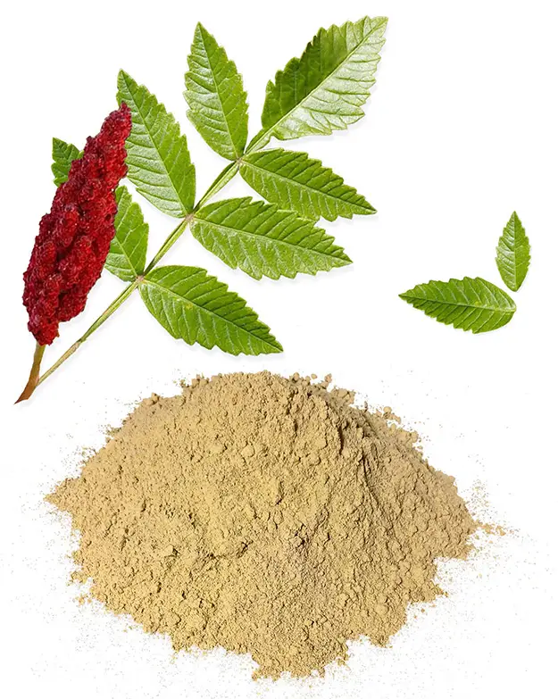 Rhus Corraria (Tanner's Sumac)